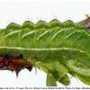 neolycaena rhymnus larva4a